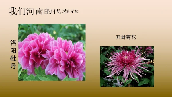 校园里的花（课件33页）-美术三年级上册人教版