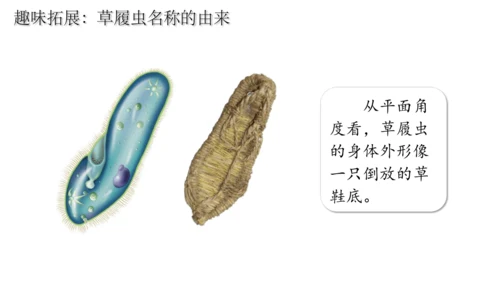 人教版七年级生物上册（2024）1.3.4 单细胞生物 课件(共22张PPT)+视频素材