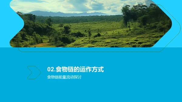 深度解析食物链