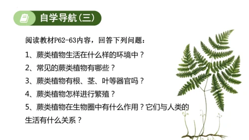 2.1.1藻类、苔藓植物和蕨类植物-七年级生物上学期同步优质课件（人教版2024）(共26张PPT)
