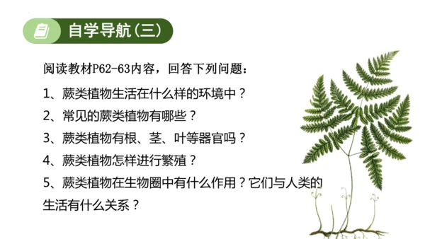 2.1.1藻类、苔藓植物和蕨类植物-七年级生物上学期同步优质课件（人教版2024）(共26张PPT)