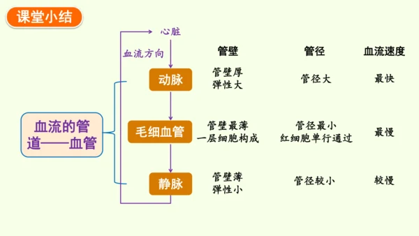 4.4.2血流的管道——血管-七年级生物下学期同步精品课件（2024人教版）(共30张PPT)