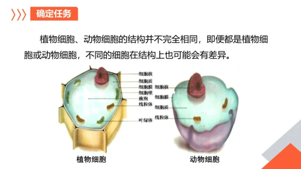 综合实践项目单元小结-【备课优选】七年级生物上学期同步精品课件（2024人教版）(共19张PPT)