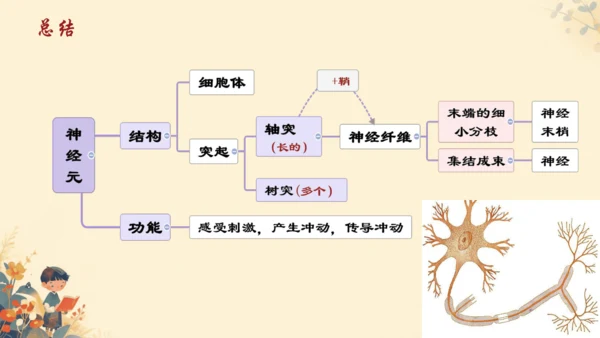 人教版（新课程标准）七年级下册4.6.2  神经系统的组成课件(共20张PPT)