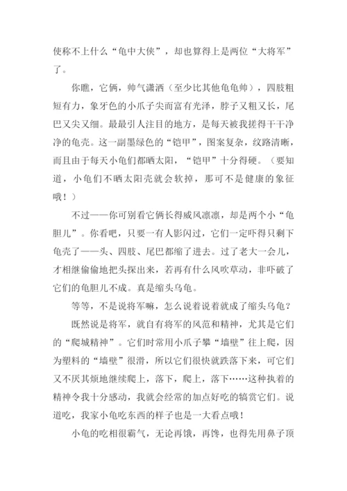 小乌龟的作文.docx
