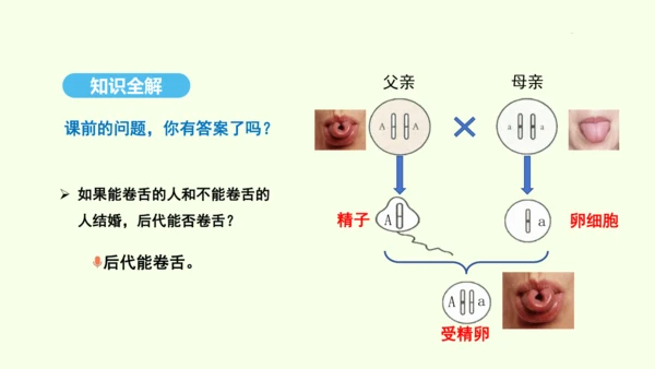 7.2.3基因的显性和隐性课件-人教版生物八年级下册(共31张PPT)