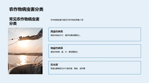 农作物病虫害解析与防控