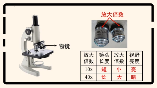 2.1.1练习使用显微镜课件2023--2024学年人教版生物七年级上册(共32张PPT)