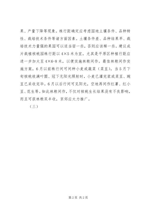 兴办事处大力发展枣粮间作产业 (3).docx