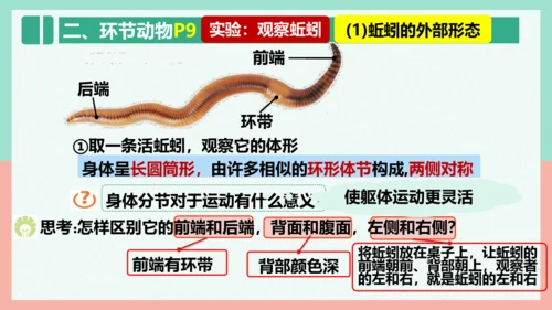 5.1.2线形动物和环节动物课件-人教版生物八年级上册(共47张PPT)