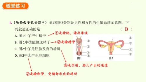 4.1.1人的生殖-七年级生物下学期同步精品课件（2024人教版）(共24张PPT)