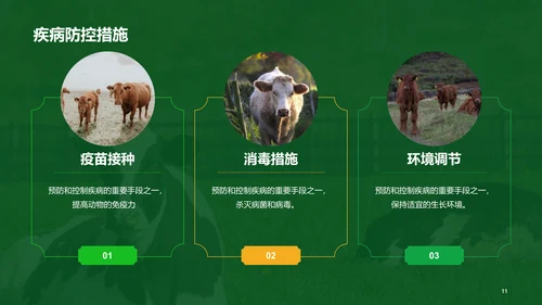 绿色现代养殖流程管理与疾病预防PPT模板