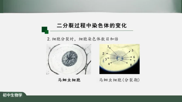 2.2.1 细胞通过分裂产生新细胞 课件（共22张PPT）