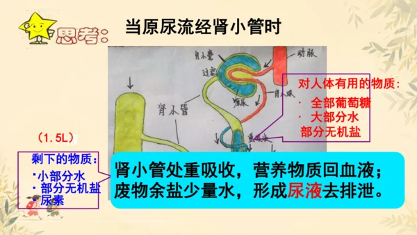 初中生物学人教版（新课程标准）七年级下册4.5 人体内废物的排出课件(共24张PPT)