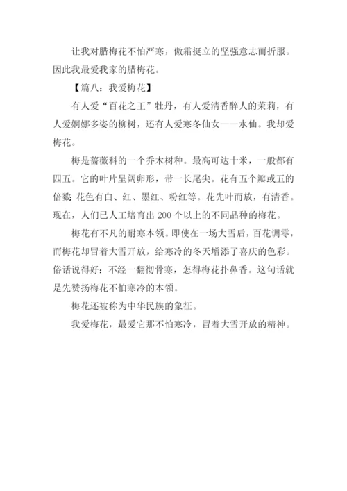 描写梅花的作文300字.docx