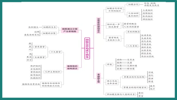 第一单元第三章从细胞到生物体（复习课件）-七年级生物上册同步教学精制课件（人教版2024）(共44张