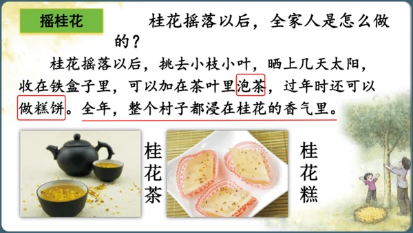 3.桂花雨  课件