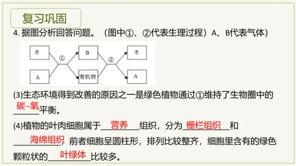 3.5.2 绿色植物的呼吸作用（课件）七年级生物上学期（人教版）(共32张PPT)