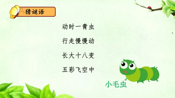 22《小毛虫》课件