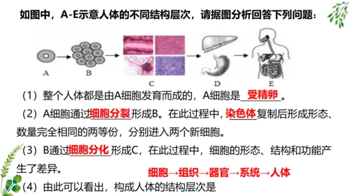 2.2.2 动物体的结构层次-2023-2024学年七年级生物上学期备课课件（人教版）(共26张PP