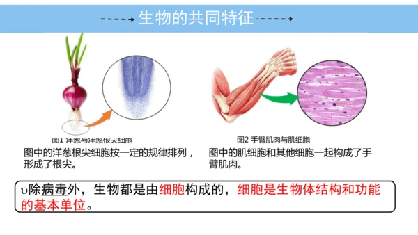 人教版（2024）七年级上册1.1.2生物的特征 课件(共24张PPT)