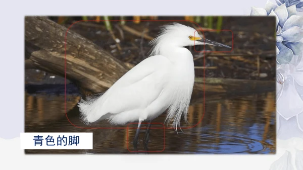 《1 白鹭》课件