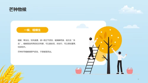 黄色插画二十四节气芒种科普介绍PPT模板