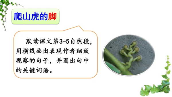 10 爬山虎的脚  课件