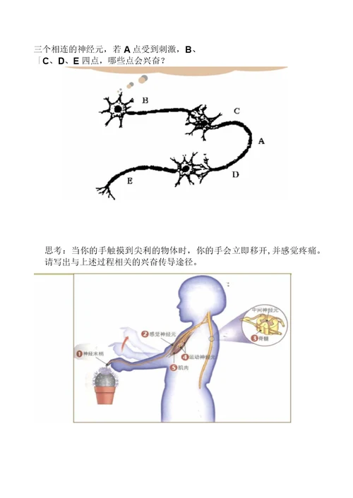 生物：《神经系统的结构和功能》(二)