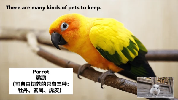 Unit2 Section B 2a-2e 课件 新目标八下Unit 2 I'll help to 