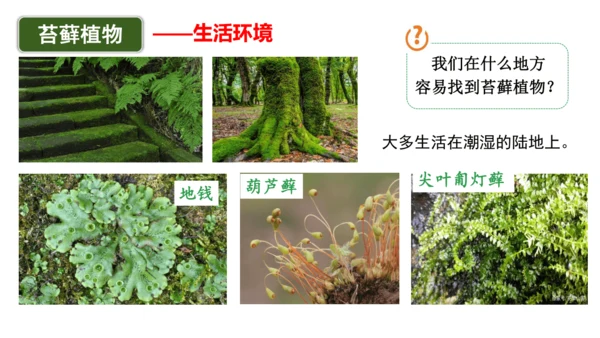 2.1.1藻类、苔藓植物和蕨类植物-七年级生物上学期同步优质课件（人教版2024）(共26张PPT)