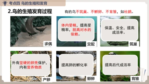 复习专题五生物的生殖和发育（串讲课件）-八年级生物上学期期末考点大串讲（人教版）(共20张PPT)