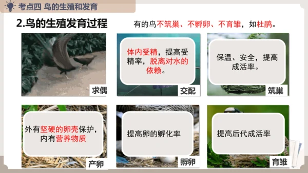 复习专题五生物的生殖和发育（串讲课件）-八年级生物上学期期末考点大串讲（人教版）(共20张PPT)