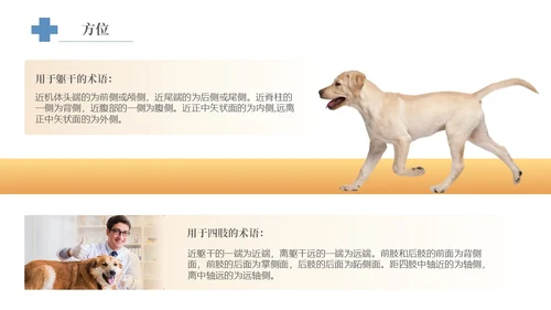 实拍风宠物解剖生理宠物解剖生理讲座PPT