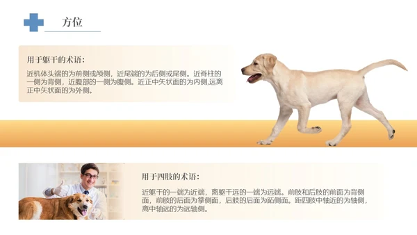 实拍风宠物解剖生理宠物解剖生理讲座PPT