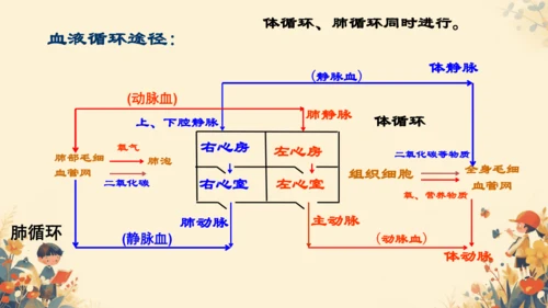 初中生物学人教版（新课程标准）七年级下册4.4.3输送血液的泵──心脏课件(共27张PPT)