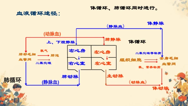 初中生物学人教版（新课程标准）七年级下册4.4.3输送血液的泵──心脏课件(共27张PPT)