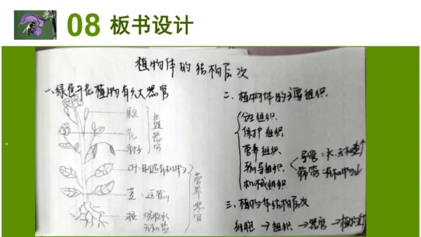 2.2.3植物体的结构层次 【说课课件】2023--2024学年人教版生物七年级上册(共42张PPT