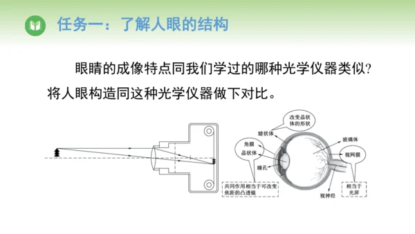 2024-2025学年人教版物理八年级上册5.4 眼睛和眼镜课件（24页ppt）