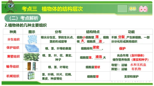 第三章从细胞到生物体（串讲课件）-七年级生物上学期期中考点大串讲（人教版2024）(共40张PPT)