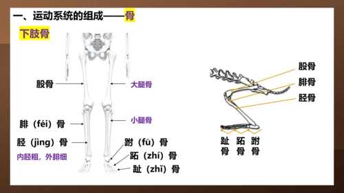 人教版生物八年级上册5.2.1《动物的运动》课件(共27张PPT)+视频素材