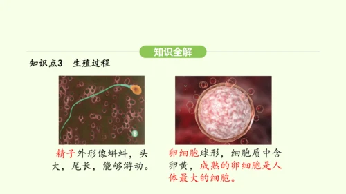 第四单元-第一章-第一节 人的生殖课件-2024-2025学年七年级生物下学期人教版(2024)(共