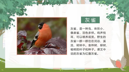 部编版三年级上册《灰雀》课件PPT模板