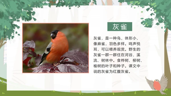 部编版三年级上册《灰雀》课件PPT模板