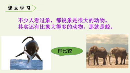 部编版 五年级语文上册第五单元习作例文 《鲸》（课件）