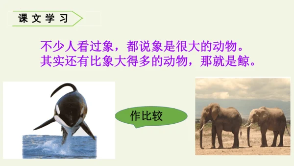 部编版 五年级语文上册第五单元习作例文 《鲸》（课件）