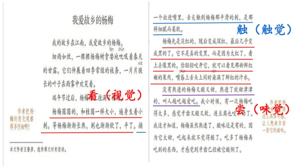 统编版三上第五单元 习作例文：我爱故乡的杨梅   课件