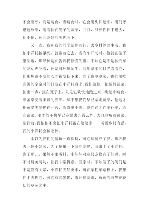 小动物的故事作文-1.docx