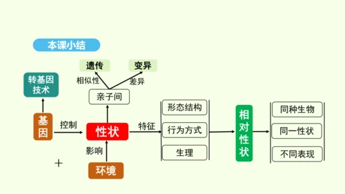 7.2.1基因控制生物的性状课件-人教版生物八年级下册(共26张PPT)