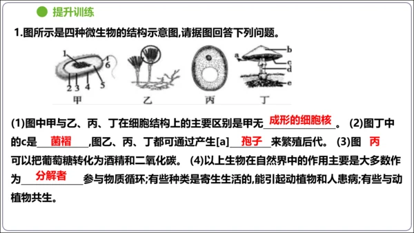 【人教八上生物期中复习考点梳理+临考押题】第四、五章 细菌、真菌和病毒（串讲课件）(共30张PPT)